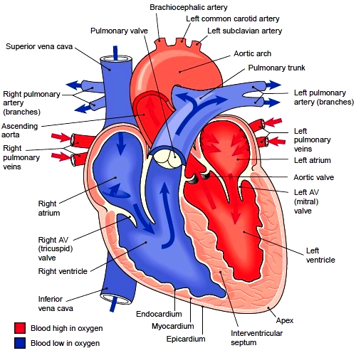 Heart structure and it's functions? | Yahoo Answers